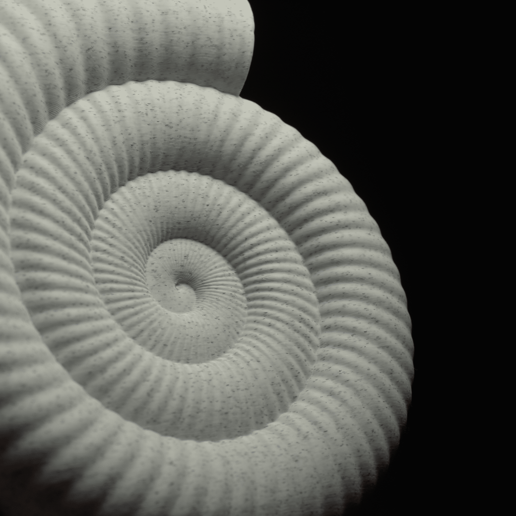 Spiral | An Ammonite Fossil Sculpture