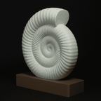 Spiral | An Ammonite Fossil Sculpture