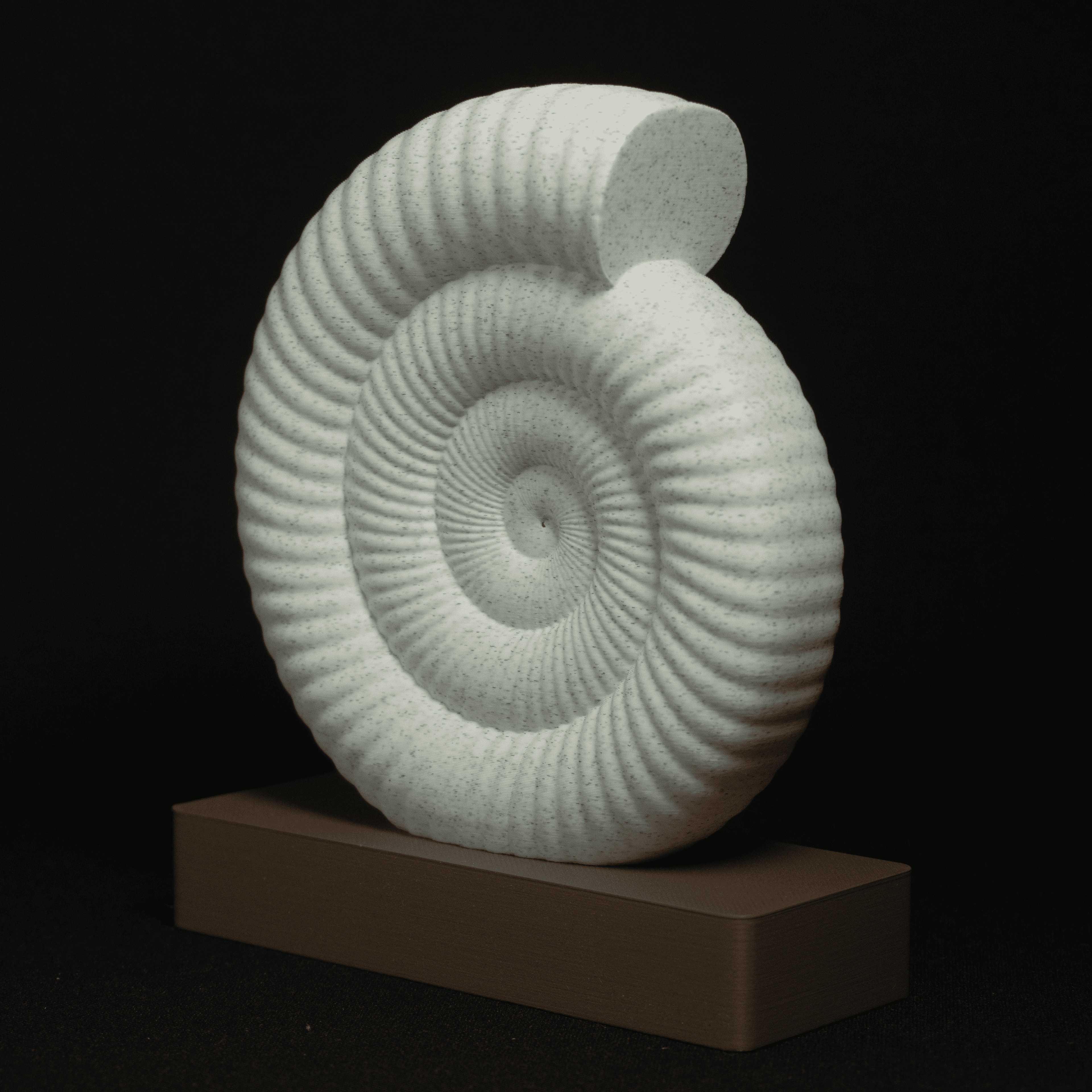 Spiral | An Ammonite Fossil Sculpture