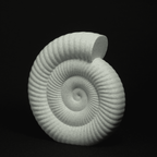 Spiral | An Ammonite Fossil Sculpture