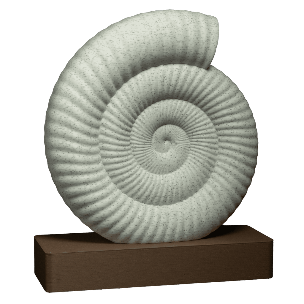 Spiral | An Ammonite Fossil Sculpture