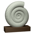 Spiral | An Ammonite Fossil Sculpture