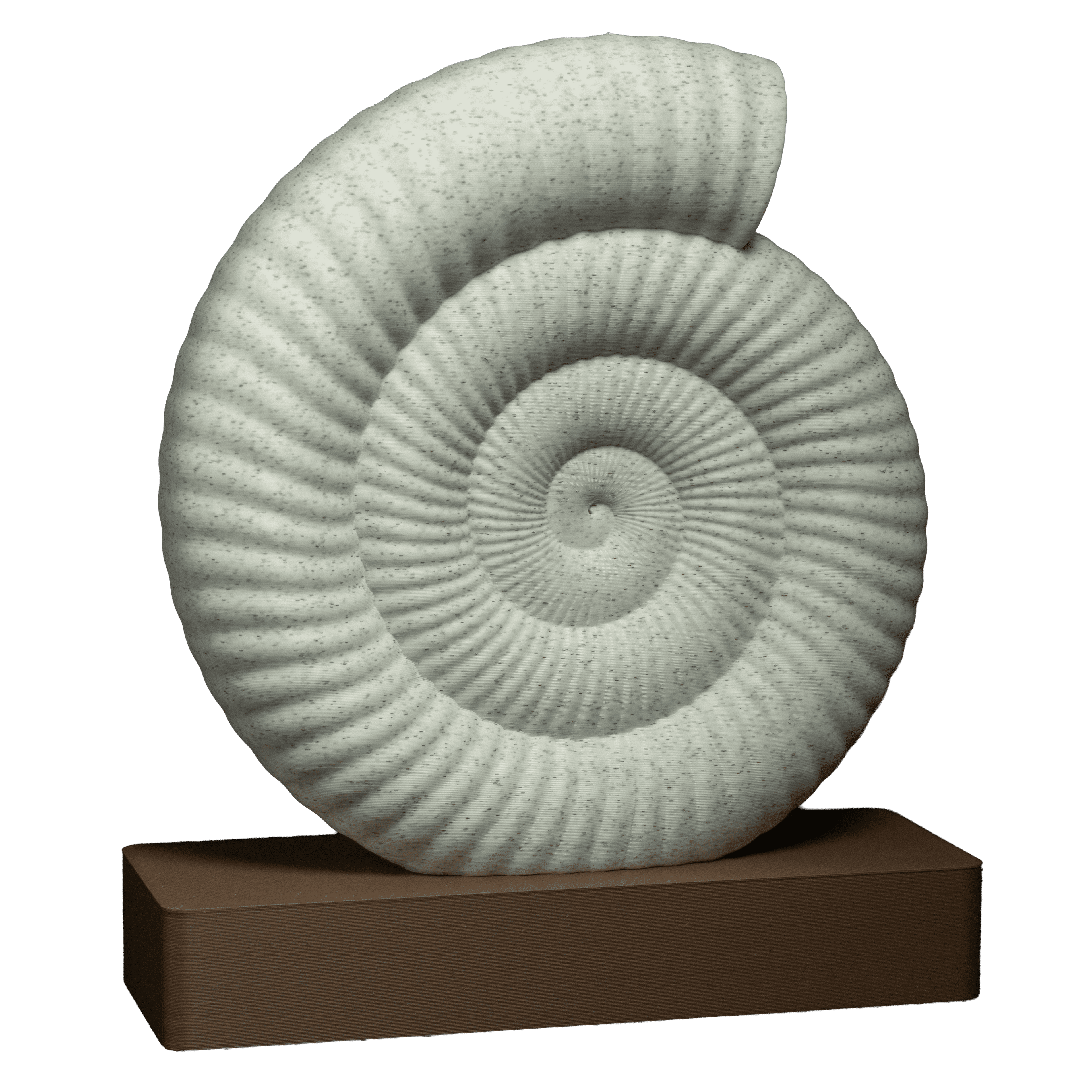 Spiral | An Ammonite Fossil Sculpture